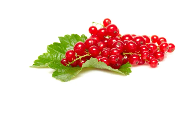 Fresh red currant on a white. — Stock Photo, Image