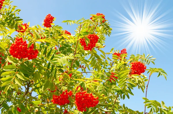 Blue sky and splendid red rowan. — Stock Photo, Image
