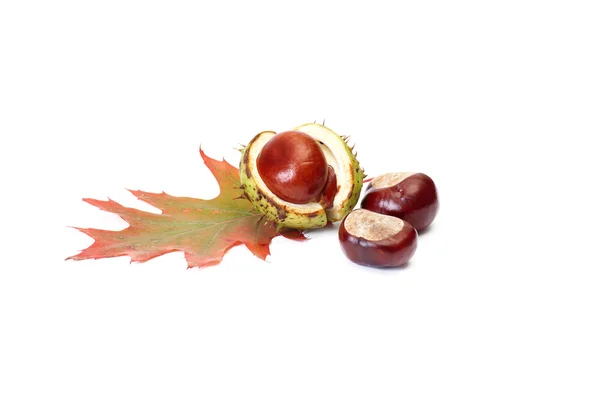 Chestnuts and oak leaf on a white. — Stock Photo, Image