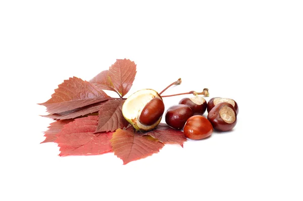 Podzimní obrázek listů a kaštany. — Stock fotografie