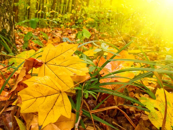 Underbara skogen tidigt på morgonen till hösten — Stockfoto