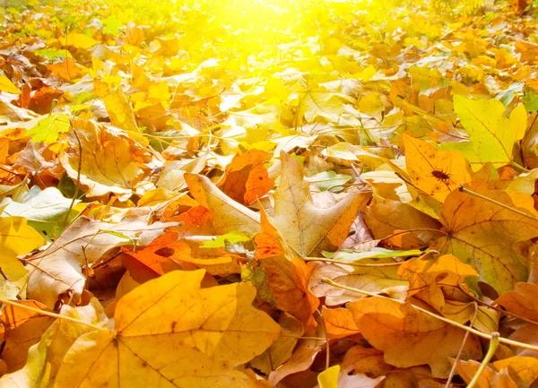 Splendide vue du matin sur les feuilles d'automne . — Photo