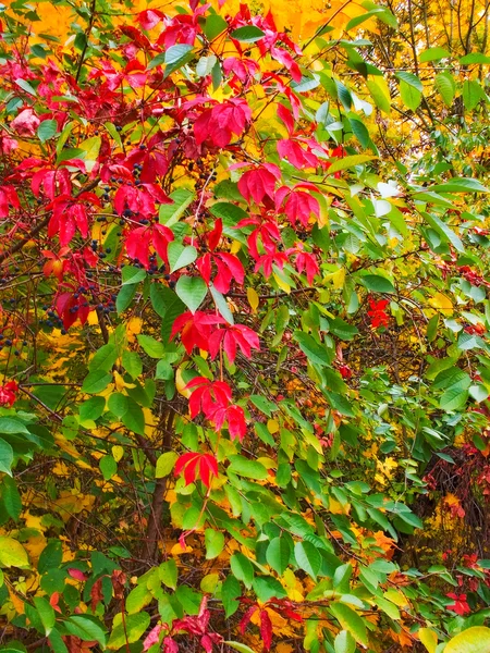 Υπέροχες, πολύχρωμα φύλλα πάνω στο δέντρο. — Φωτογραφία Αρχείου