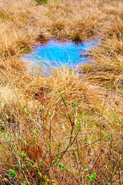 Spring meadow with blue puddle. — Stock Photo, Image