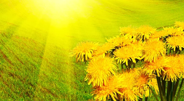 Dandelions early morning in spring. — Stock Photo, Image
