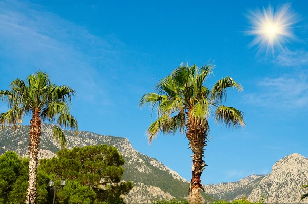 Soleil, palmiers et montagnes amusants . — Photo