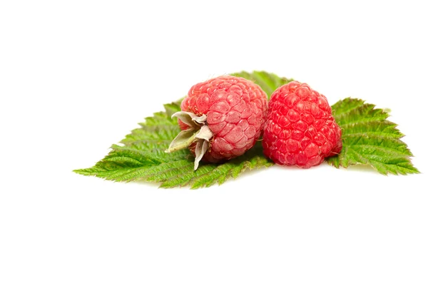 Red berries with green leaves on a white — Stock Photo, Image
