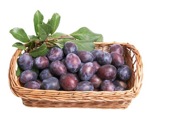 Juicy plums in the basket. — Stock Photo, Image