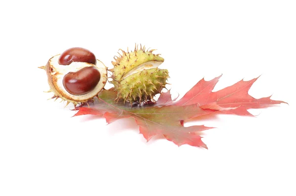 Colorful chestnuts and leaves on a white — Stock Photo, Image