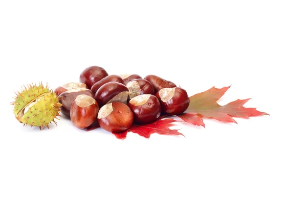 Splendid chestnuts and leaf on a white. — Stock Photo, Image