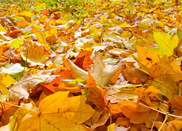 Sinfonia d'autunno nella foresta . — Foto Stock