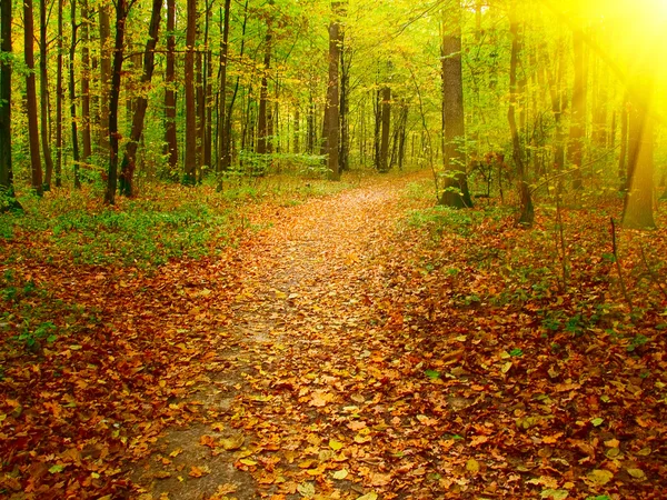 Jesienny poranek w głębokim lesie. — Zdjęcie stockowe