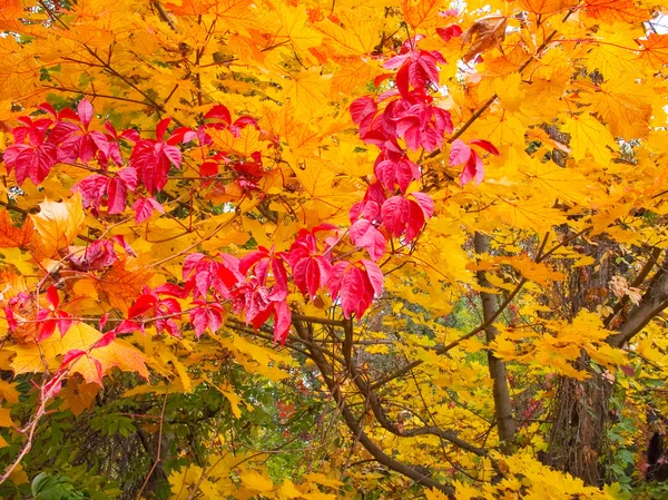 Υπέροχα Φθινοπωρινά φύλλα στο δάσος. — Φωτογραφία Αρχείου