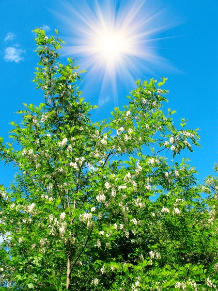 White acacia and fun sun in the blue sky — Stock Photo, Image