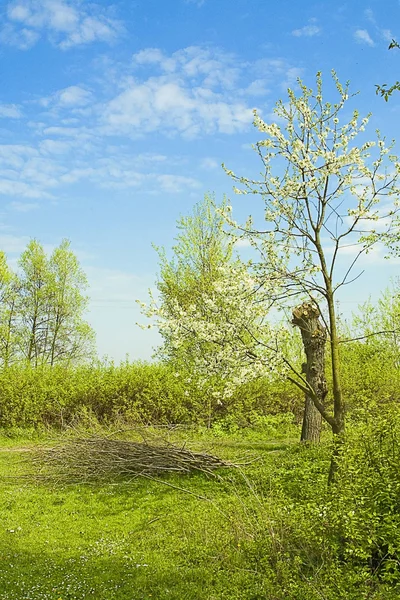 Spring came — Stock Photo, Image