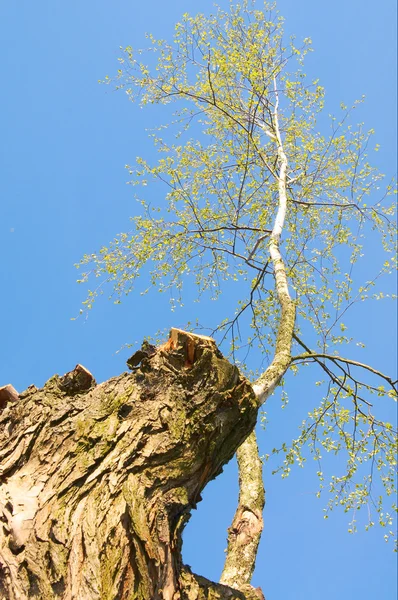오래 된 나무 그 루터 기 및 푸른 하늘에 작은 자작나무 — 스톡 사진