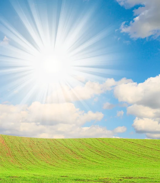 Gebied van gras en blauwe hemel in de zomer. — Stockfoto