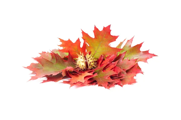 Folhas coloridas e uma castanha em um wh — Fotografia de Stock