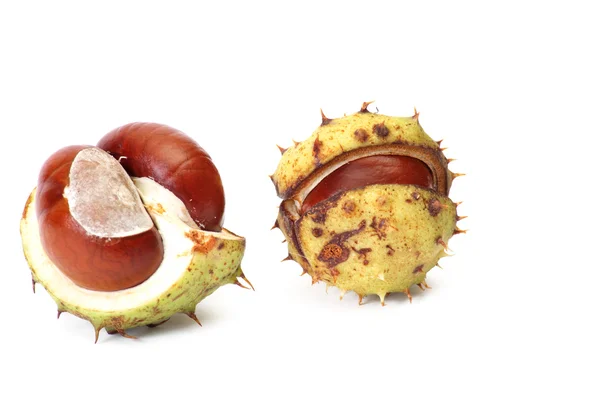 Little chestnuts on a white. — Stock Photo, Image