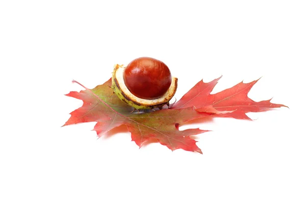 Perfectly nice chestnut and autumn leave — Stock Photo, Image