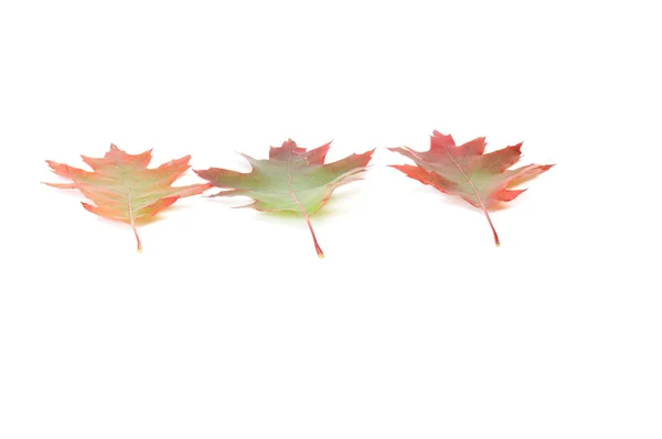 Podzimní krásné listy na bílé. — Stock fotografie