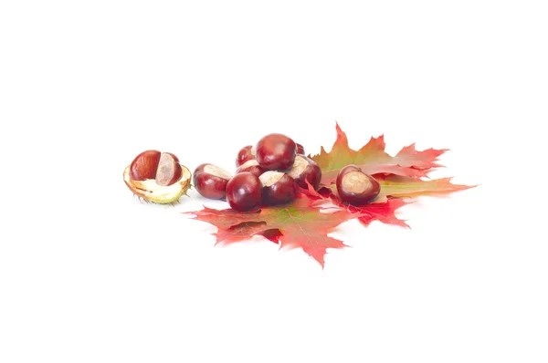 Beautiful autumn leaves and chestnuts on — Stock Photo, Image