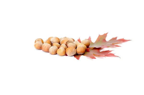 Autumn leaves and nuts on a white. — Stock Photo, Image
