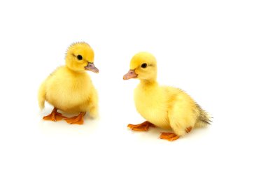 Two little duckling. clipart