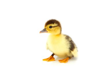 One duckling isolated on a whiteground. clipart