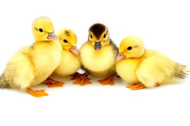 Four little ducklings. clipart