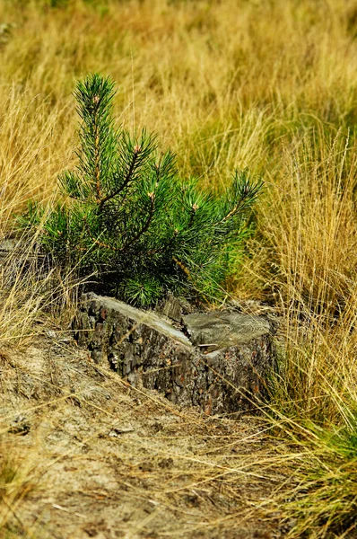 Stump and little pine-tree. — Stock Photo, Image