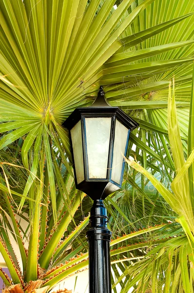 Lantern stand next to the palm. — Stock Photo, Image