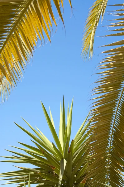 Пальма и небо . — стоковое фото