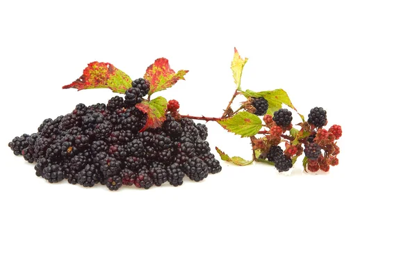 Pile of blackberries. — Stock Photo, Image