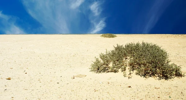 stock image Desert.