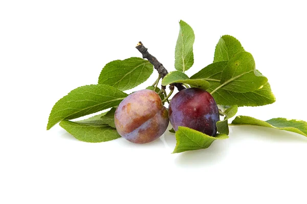 Two fresh plums. — Stock Photo, Image