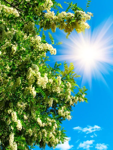 Zabawa słońce w niebo i białej akacji. — Zdjęcie stockowe