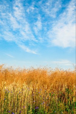 Summer landscape and splendid sky. clipart