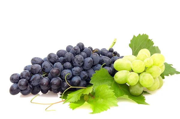 Bunch of grape. — Stock Photo, Image