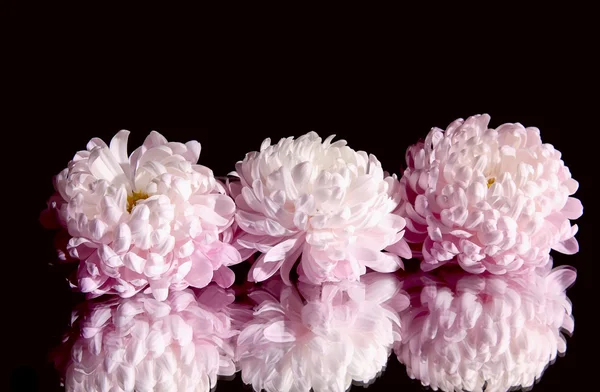 Tři krásné chryzantémy. — Stock fotografie