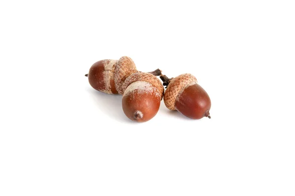 Three acorns on a white. — Stock Photo, Image