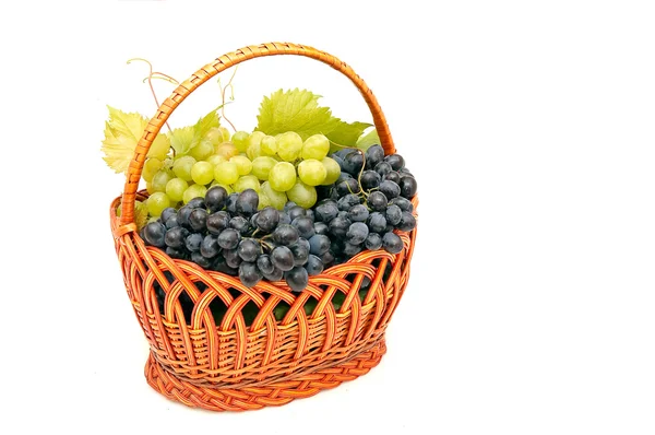 Bunches of grapes in basket. — Stock Photo, Image