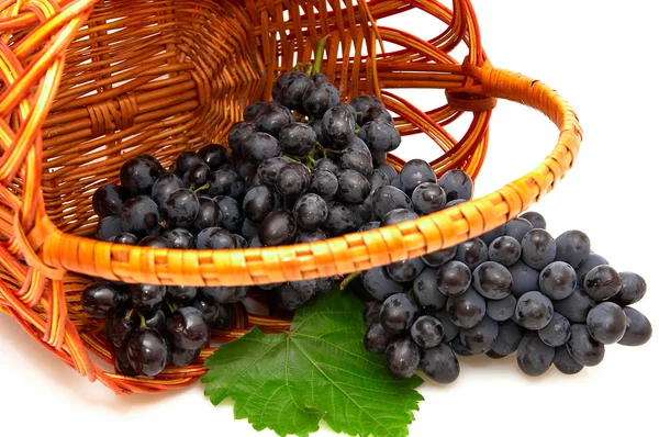 Bunches of grapes in basket. — Stock Photo, Image