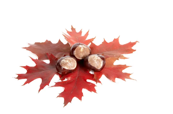 Three chestnuts and leaves. — Stock Photo, Image