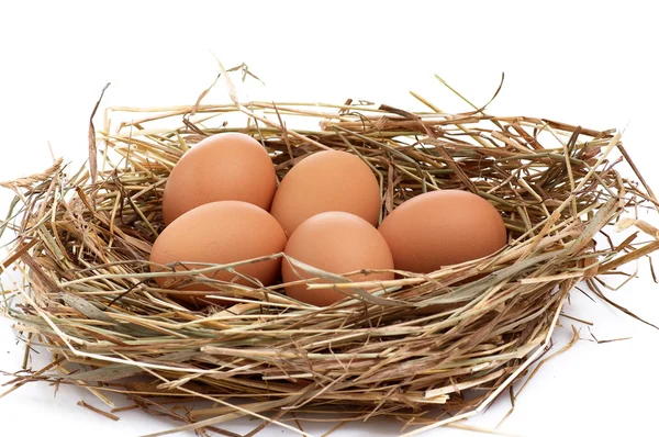 stock image Wonderful chicken eggs in a hay.