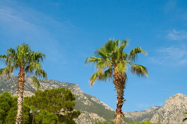 stock image Summer landscape of mountains and palms.