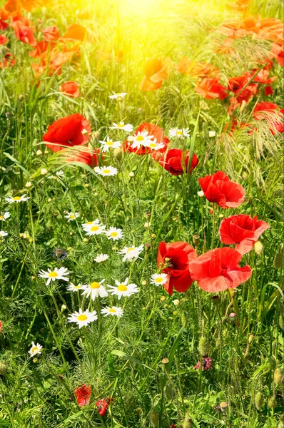 Splendid meadow by summer. — Stock Photo, Image