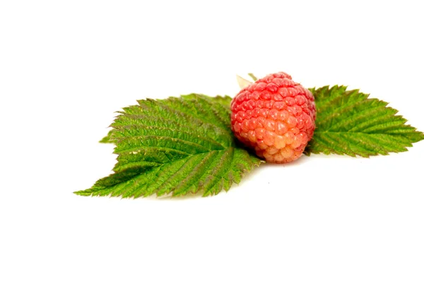 Röda hallon och gröna blad på en whit — Stockfoto