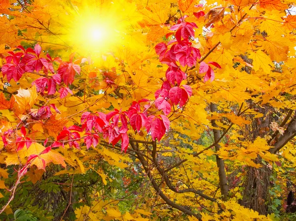 Cudowne promienie słoneczne w lesie jesienią. — Zdjęcie stockowe