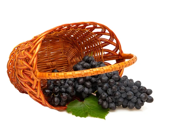 Trossen van druiven in mand — Stockfoto